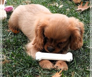 Cavalier King Charles Spaniel Puppy for Sale in CARLISLE, Kentucky USA