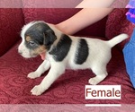 Puppy 2 Jack Russell Terrier