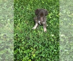 Small Photo #3 Borador Puppy For Sale in BURGAW, NC, USA
