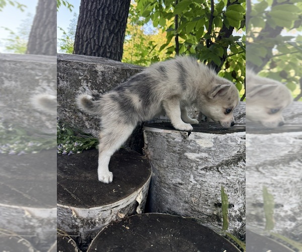 Medium Photo #5 Alaskan Klee Kai-Pomsky Mix Puppy For Sale in STAPLES, MN, USA