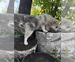 Small #4 Alaskan Klee Kai-Pomsky Mix