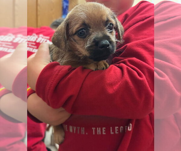 Medium Photo #2 Pominese Puppy For Sale in Grafton, WI, USA