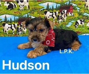 Yorkshire Terrier Puppy for sale in WINNSBORO, LA, USA