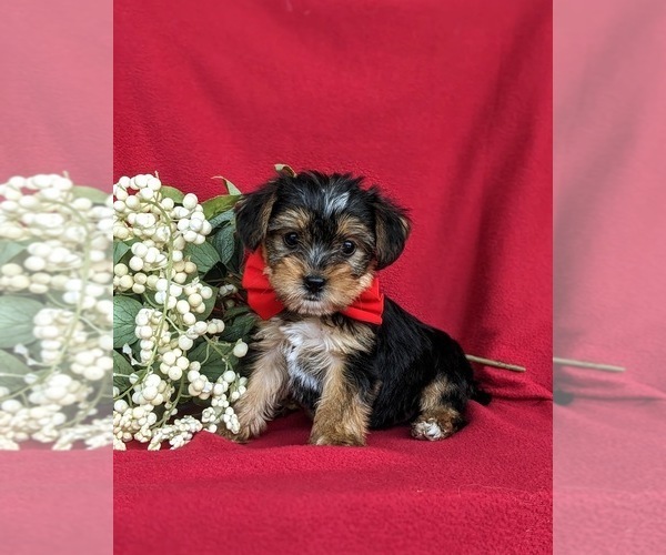 Medium Photo #2 Shorkie Tzu Puppy For Sale in KIRKWOOD, PA, USA