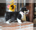 Small #7 Pembroke Welsh Corgi