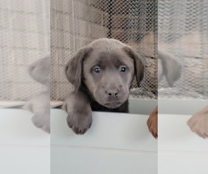 Labrador Retriever Puppy for sale in UPLAND, IN, USA