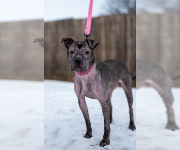 Medium Photo #9 Staffordshire Bull Terrier-Unknown Mix Puppy For Sale in Princeton, MN, USA