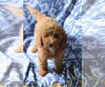 Small #6 Goldendoodle (Miniature)