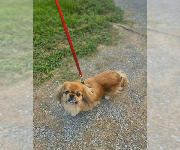 Medium Photo #2 Pekingese-Unknown Mix Puppy For Sale in Cranston, RI, USA