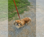 Small #1 Pekingese Mix