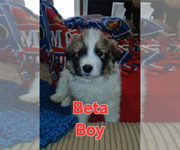 Medium Photo #1 Aussie Pyrenees Puppy For Sale in Aurora, IN, USA