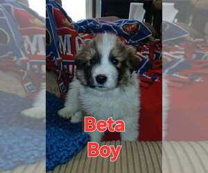 Aussie Pyrenees Dog for Adoption in Aurora, Indiana USA