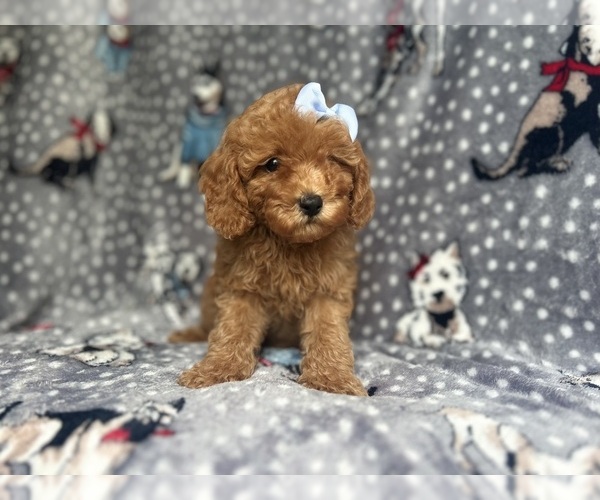 Medium Photo #2 Cavapoo Puppy For Sale in LAKELAND, FL, USA