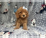 Small #1 Cavapoo