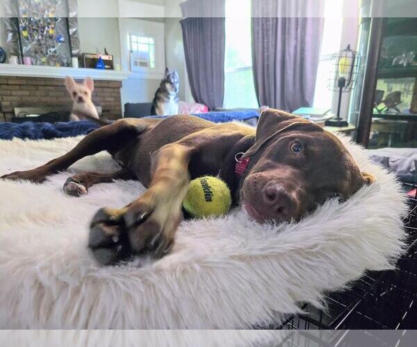 Medium Photo #4 Labrador Retriever-Unknown Mix Puppy For Sale in Clovis, CA, USA