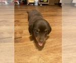 Small Photo #10 Dachshund Puppy For Sale in CATAWBA, SC, USA