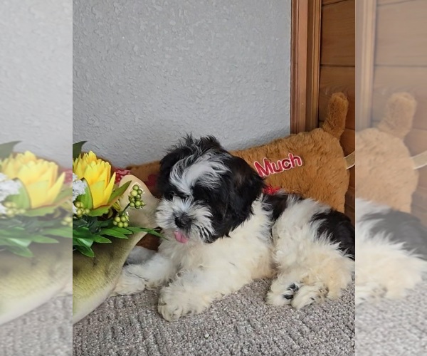 Medium Photo #4 Mal-Shi Puppy For Sale in JASONVILLE, IN, USA