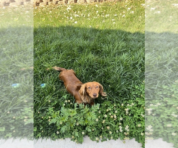 Medium Photo #1 Dachshund Puppy For Sale in NORTH HIGHLANDS, CA, USA