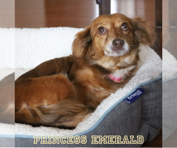 Medium Photo #11 Chiweenie Puppy For Sale in San Antonio, TX, USA