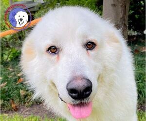 Great Pyrenees Dogs for adoption in Spring, TX, USA