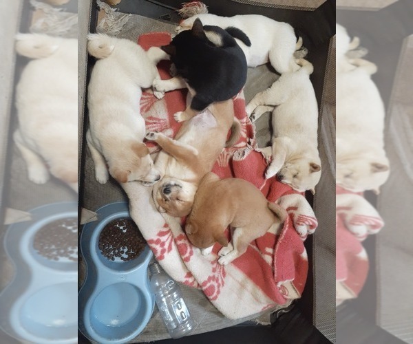 Medium Photo #5 Shiba Inu Puppy For Sale in CAMERON, MO, USA