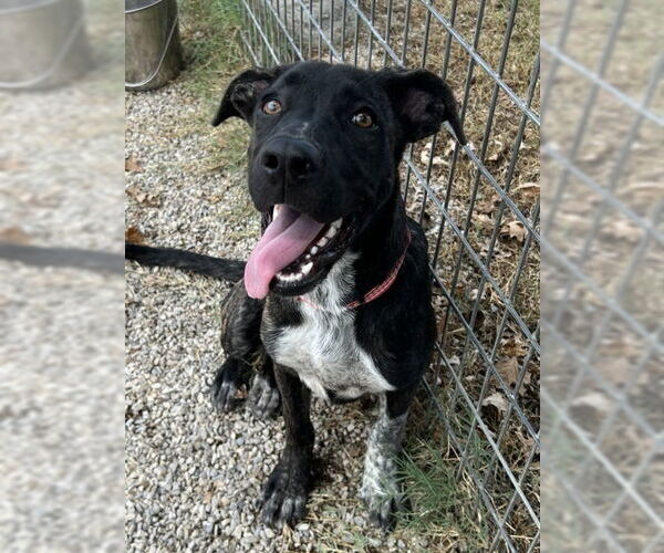 Medium Photo #2 Great Dane-Labrador Retriever Mix Puppy For Sale in Oak Bluffs, MA, USA