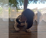 Small Photo #3 Basset Hound Puppy For Sale in SQUAW VALLEY, CA, USA