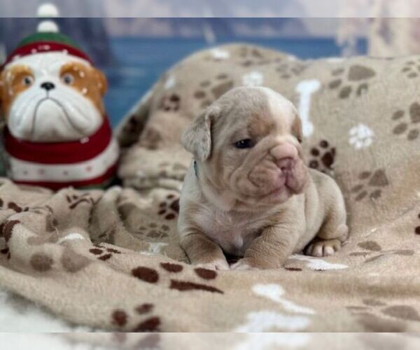 Medium Photo #2 English Bulldog Puppy For Sale in OOLOGAH, OK, USA
