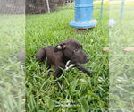 Small #2 Labrador Retriever Mix