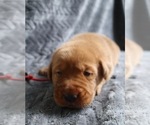 Puppy Puppy 1 red Labrador Retriever