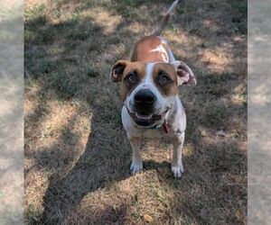 Laverne - Female American Staffordshire Terrier-Boxer Mix Dog for Adoption - Photo #2