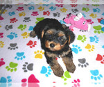 Small Photo #4 Yorkshire Terrier Puppy For Sale in ORO VALLEY, AZ, USA