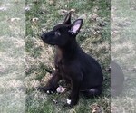 Small Photo #12 German Shepherd Dog Puppy For Sale in OSTRANDER, OH, USA