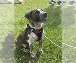Small #1 Staffordshire Bull Terrier Mix