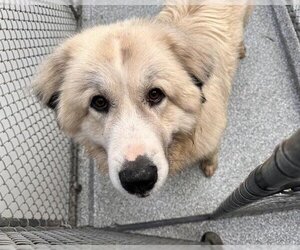 Great Pyrenees Dogs for adoption in Westminster, MD, USA