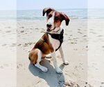 Small #7 Australian Shepherd-Collie Mix