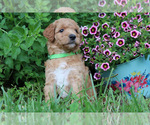 Small #1 Goldendoodle