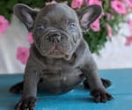 Small #2 French Bulldog