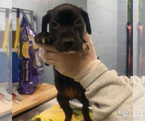 Labrador Retriever-Unknown Mix Dogs for adoption in Washington, DC, USA