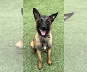 Mutt Dogs for adoption in Stevens Point, WI, USA