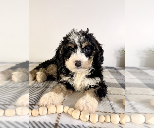 Medium Photo #2 Bernedoodle (Miniature) Puppy For Sale in GREENFIELD, IN, USA