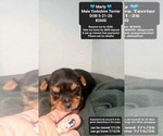 Image preview for Ad Listing. Nickname: Marty