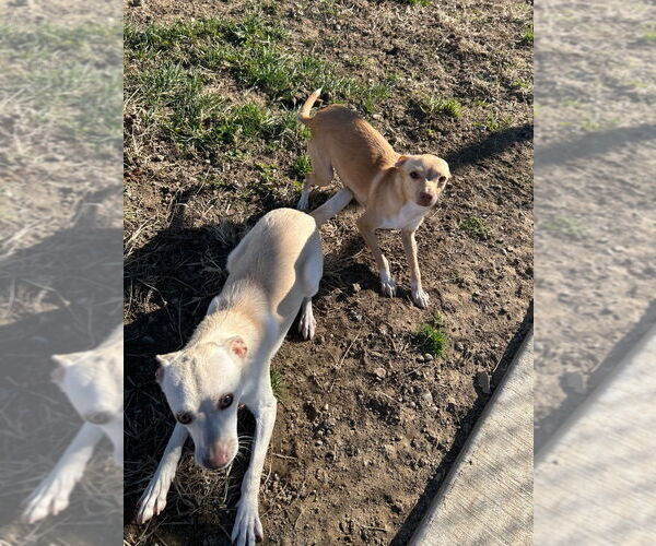 Medium Photo #2 Chihuahua Puppy For Sale in Pierceton , IN, USA