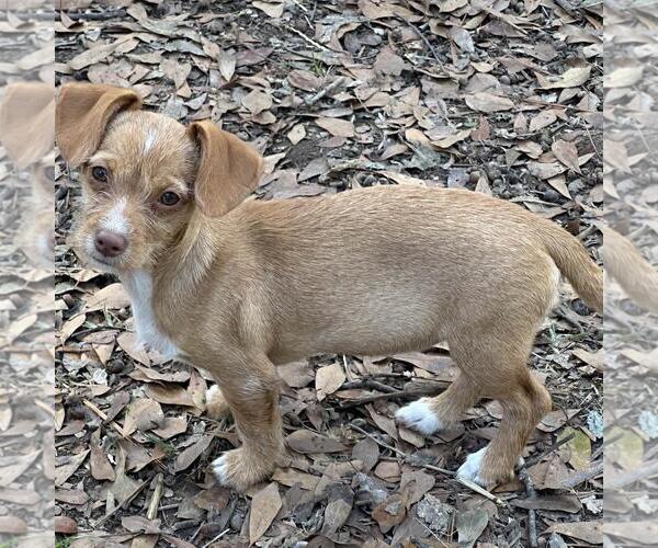 Medium Photo #3 Dachshund-Unknown Mix Puppy For Sale in Yardley, PA, USA