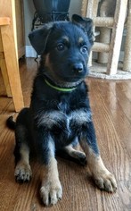 German Shepherd Dog Puppy for sale in GREENVILLE, MI, USA