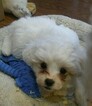 Small Photo #4 Zuchon Puppy For Sale in BROOKEVILLE, MD, USA