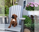 Small Photo #3 Boxer Puppy For Sale in EDINA, MO, USA