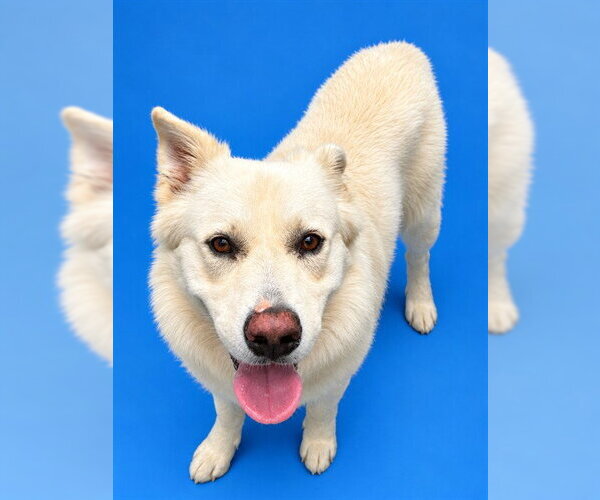 Medium Photo #1 German Shepherd Dog-Unknown Mix Puppy For Sale in Westminster, MD, USA