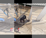 Small Photo #1 American Bully Puppy For Sale in CHARLOTTE, NC, USA