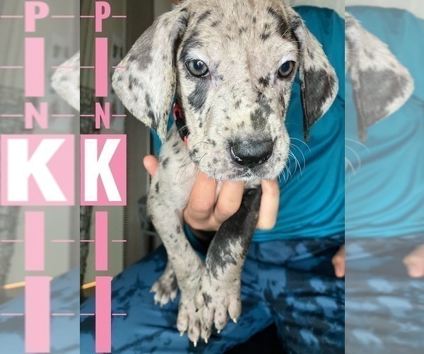 Medium Photo #1 Great Dane Puppy For Sale in COLUMBUS, OH, USA